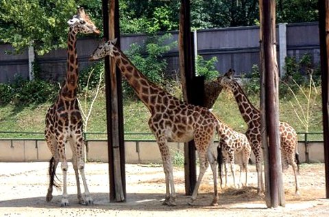Látogatás a Pozsonyi Állatkertben és Dínóparkban