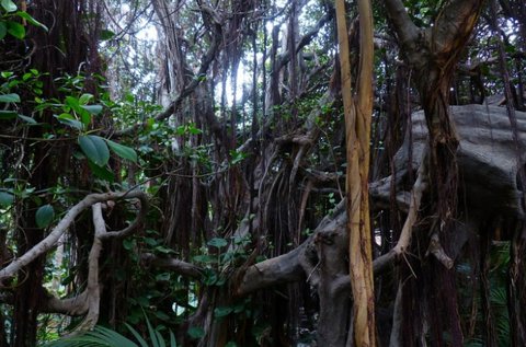 Kalandos, családbarát Dzsungel szabadulószoba
