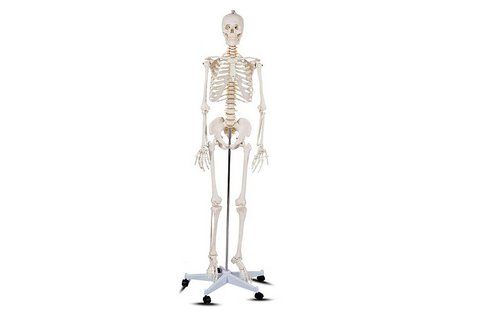 Életnagyságú anatómiai csontváz modell
