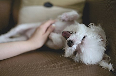 Online elvégezhető kutyamasszázs tanfolyam