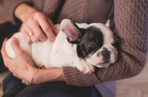 Kutyamasszőr képzés online tanfolyam keretein belül