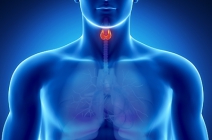 Pajzsmirigy szűrés hormon-, immunrendszer és további laborvizsgálatokkal + 50% kedvezmény pajzsmirigy ultrahang vizsgálatra