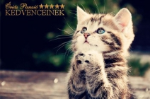 Bízd profikra cicádat! Cicapanzió 1 napra étkezéssel, állatorvosi ügyelettel