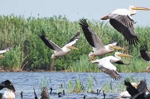 Vadregényes kalandok a Duna-delta vidékén! 5 napos horgásztúra 1 fő részére napi 3 étkezéssel Chilia Veche-ben