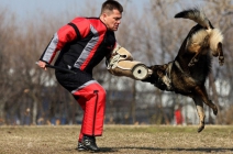 Szórakozás, tanulás kutyának és gazdinak! 8 alkalmas kutyaiskola 8.000 Ft helyett 4.000 Ft-ért a Pfote Sportkutya Egyesülettől, Alsónémedin