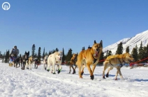 Igazi téli kaland Mátrafüreden! 50-60 perc husky kutyaszán túra és 30-40 perc SnowSegway kirándulás forró védőitalokkal