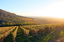 4 csillagos feltöltődés Villány szívében! 3 nap, 2 éjszaka 2 fő részére reggelivel, egyszeri borvacsorával, pincelátogatással és borkóstolóval (akár hétvégén is)