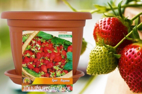 Folytonérő alpesi eper vagy fürtös paradicsom mag