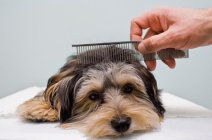 Szabadítsd meg kutyusod a régi bundától! Teljes körű kutyakozmetikázás 4.600 Ft helyett 2.300 Ft-ért a Kutyakozmetikától (kis- és középméretű kutyáknak)