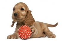 1 alkalmas kutya bölcsi vagy napközi látogatás a vidám, pajkos és jól nevelt kutyusért