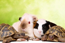 Mályi: 1-1,5 órás akvarisztika, terrarisztika vagy kisemlős és madártartáshoz szükséges, gyakorlattal egybekötött tanfolyam