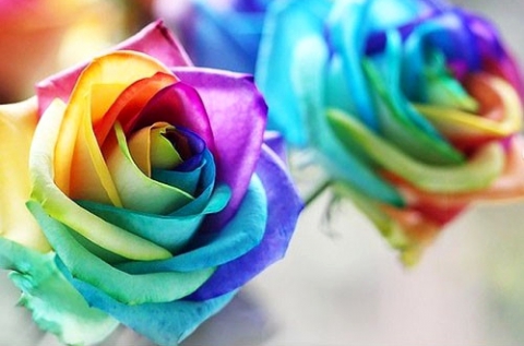 200 db szivárványszínű rózsa vetőmag