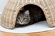 1 napi cicapanzió 24 órás szakszerű felügyelettel