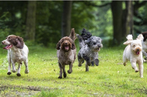 1 órás kutyafuttatás műnyúl kergetésével