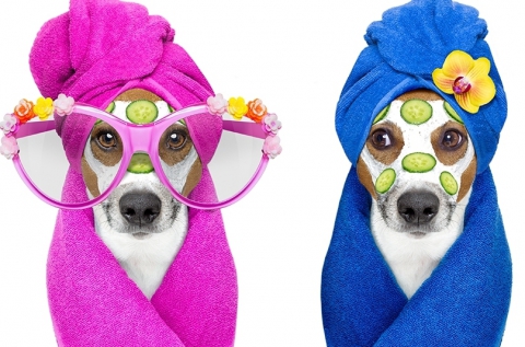 Teljes kutyakozmetika