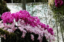 Orchidea-csodák Bécsben! Buszos utazás 1 fő részére Klosterneuburg-i Apátság és Orchidea kiállítás látogatással március 10-én (belépőjegyek nélkül)