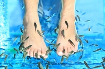 Kecskemét: 30 perces halpedikűr