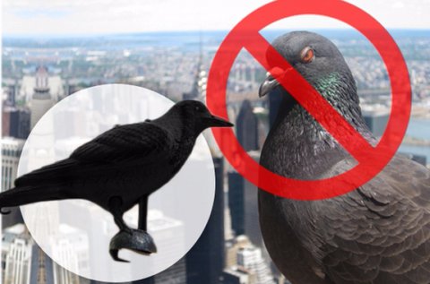 Galambijesztő varjú kertbe