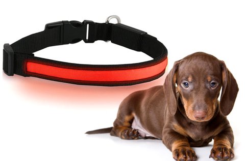 LED kutyanyakörv S vagy L méretben, piros színben