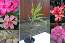 Varázsolj kertedbe mediterrán hangulatot buja leanderekkel! 1 db leander csemete + 20 db mag vegyes színekben