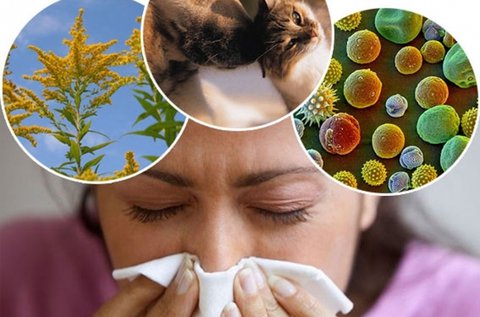 104 pontos allergia vizsgálat