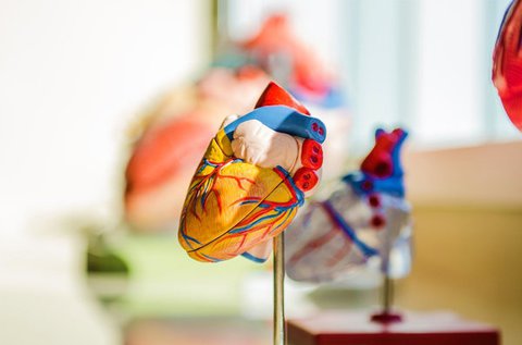 Kardiológiai szakorvosi szűrés szívultrahanggal